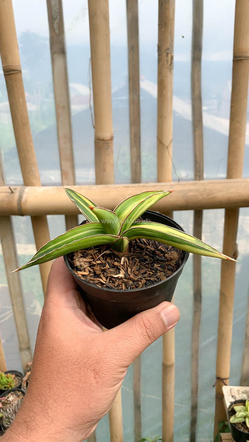 979. Sansevieria Dragon Green Clone Variegated - Image 9