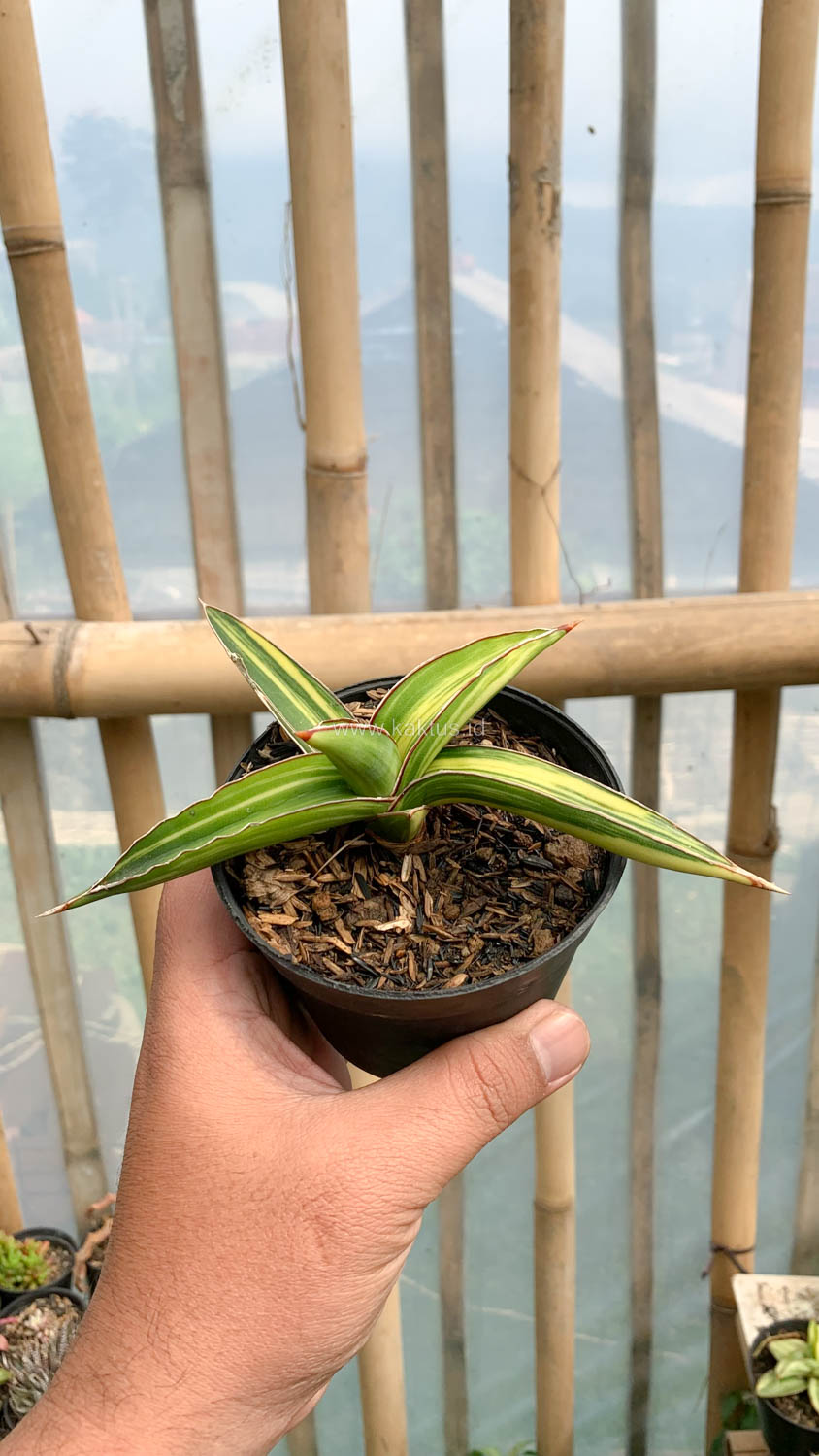 979. Sansevieria Dragon Green Clone Variegated - Image 10