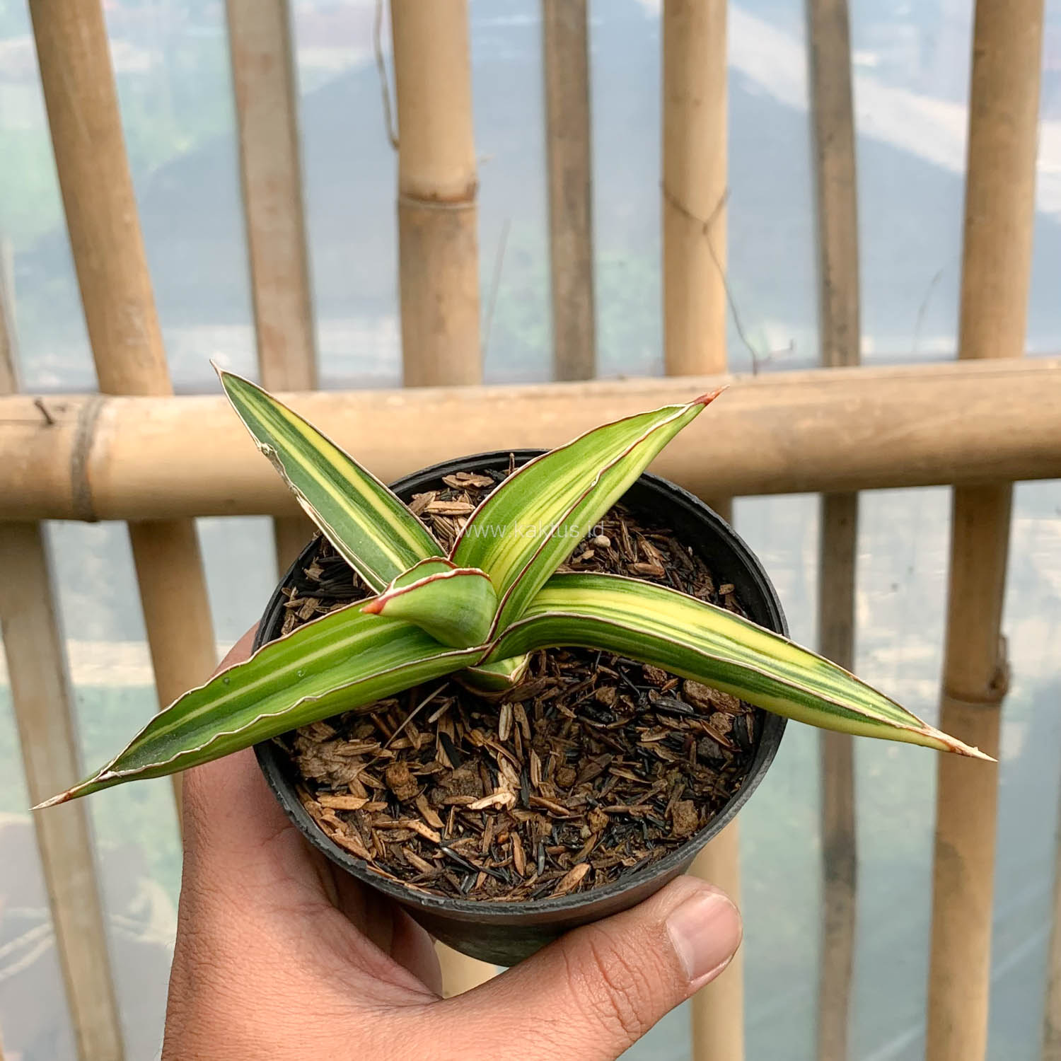 979. Sansevieria Dragon Green Clone Variegated - Image 11