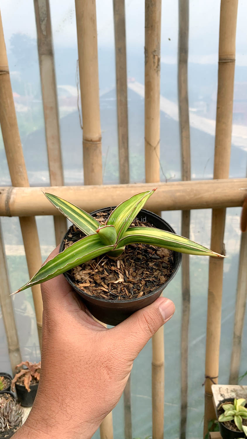 979. Sansevieria Dragon Green Clone Variegated - Image 13