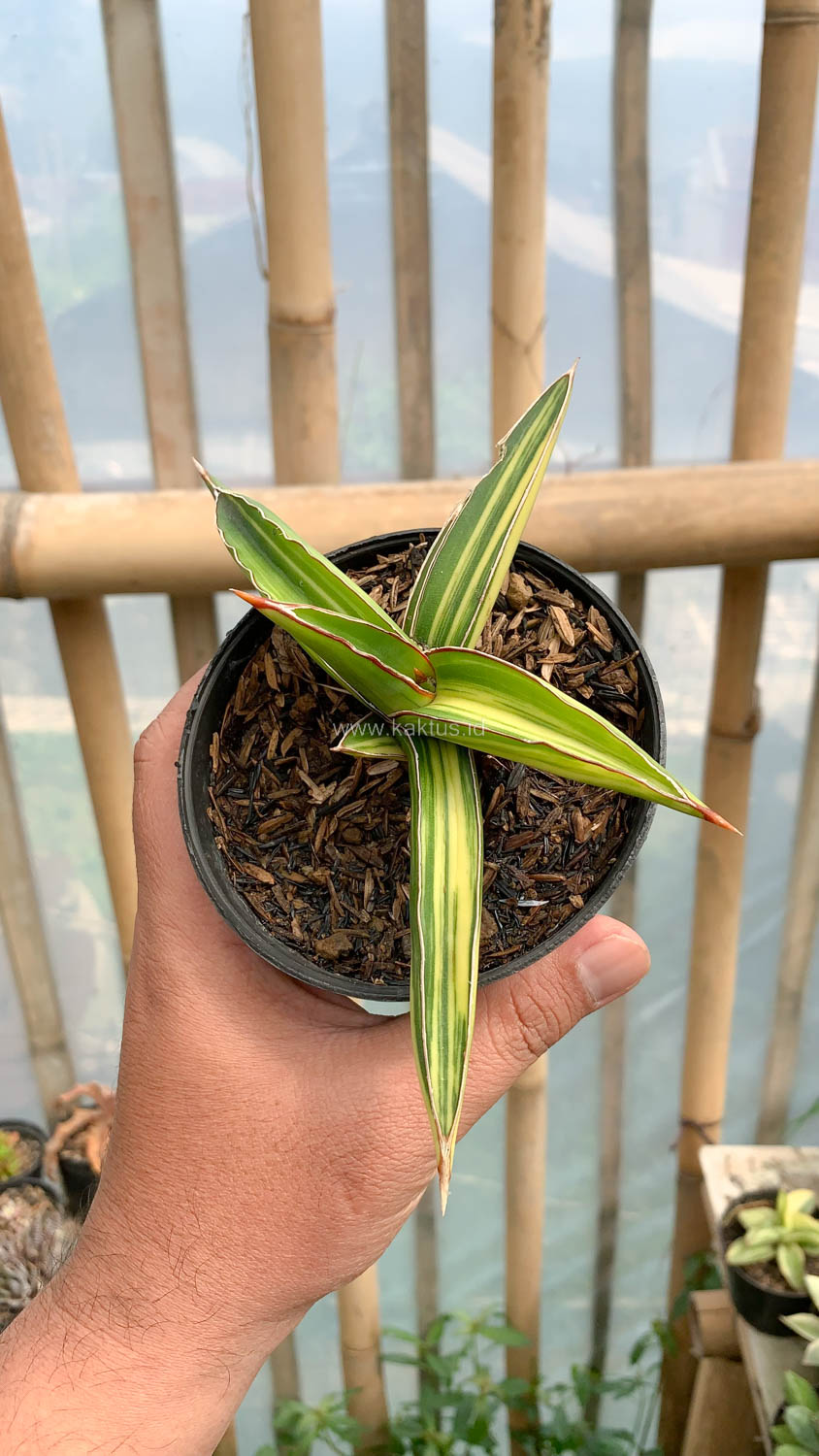979. Sansevieria Dragon Green Clone Variegated - Image 2