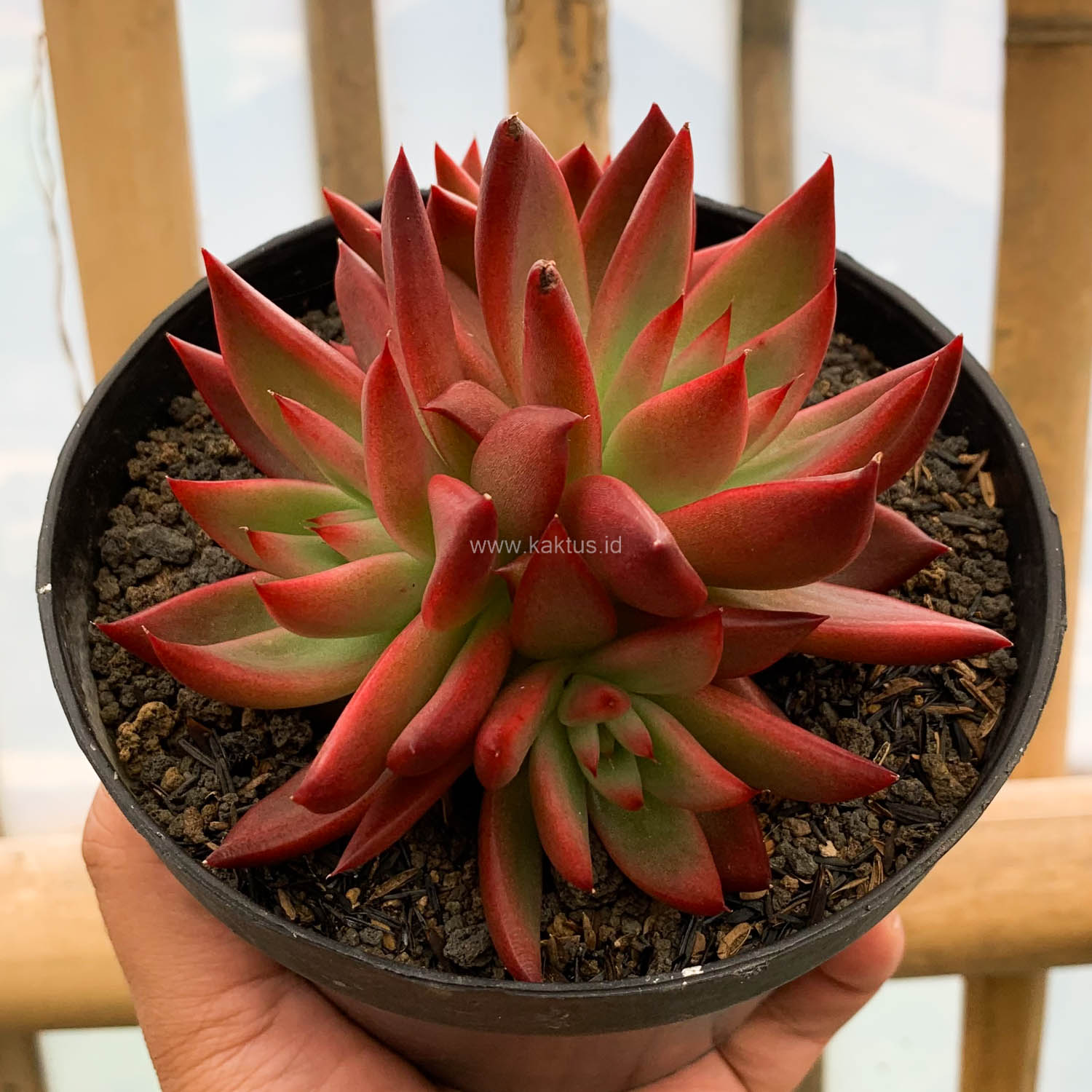 980. Echeveria Agavoides 'Frank Reinelt' Super Red Cluster - Image 3
