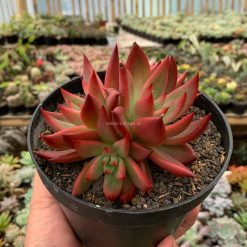 Alternative view of 980. Echeveria Agavoides 'Frank Reinelt' Super Red Cluster