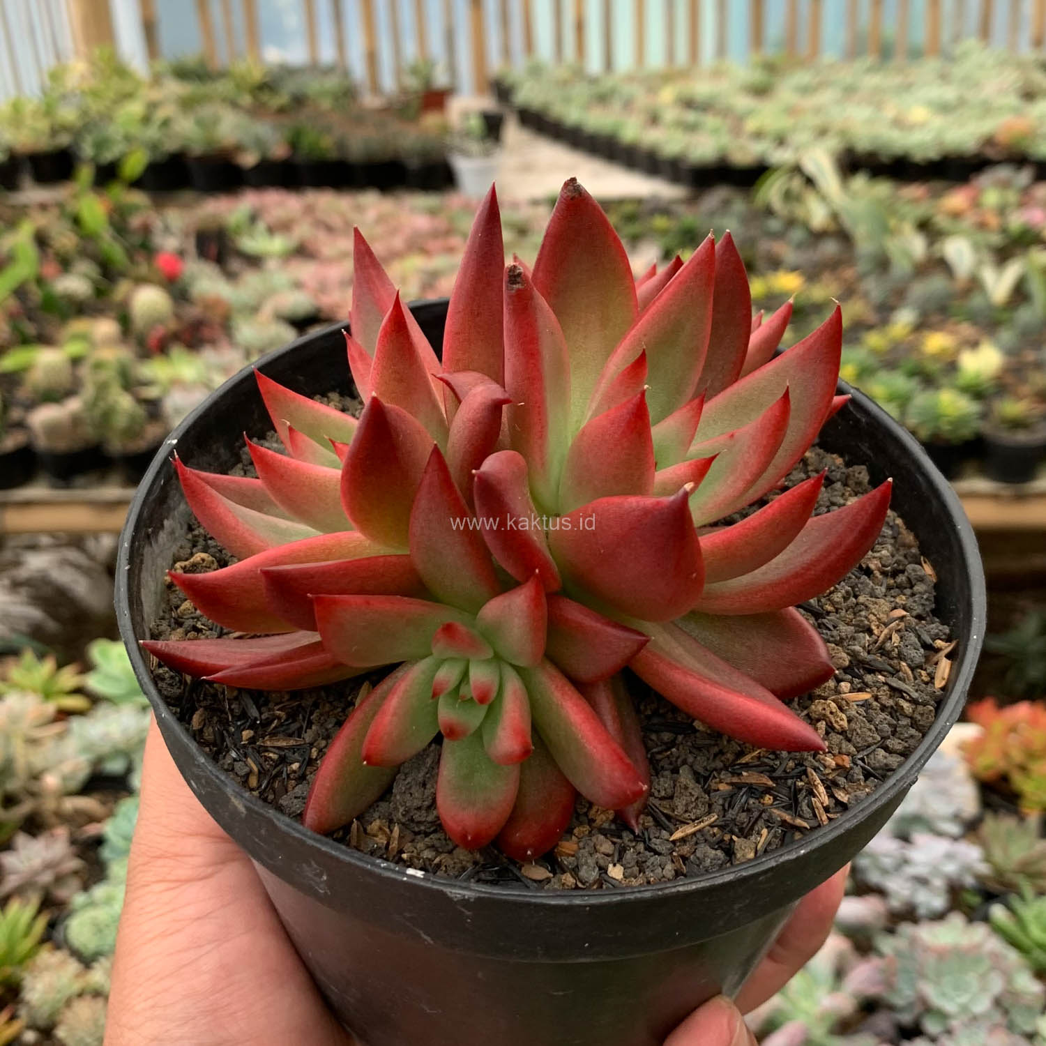 980. Echeveria Agavoides 'Frank Reinelt' Super Red Cluster - Image 2