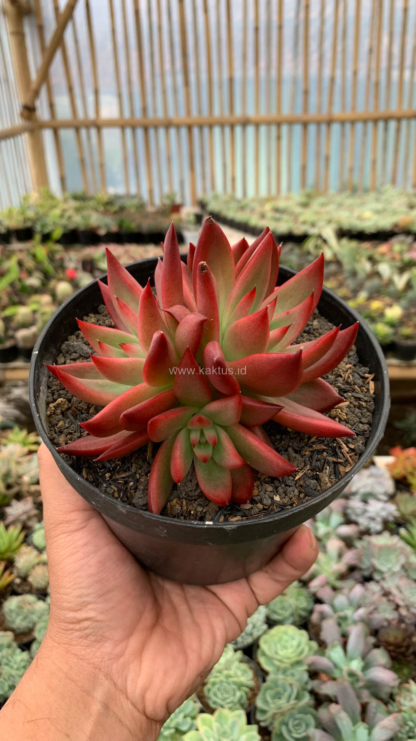 980. Echeveria Agavoides 'Frank Reinelt' Super Red Cluster - Image 6