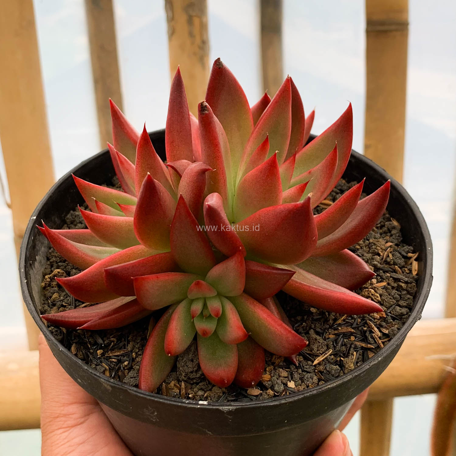980. Echeveria Agavoides 'Frank Reinelt' Super Red Cluster - Image 5