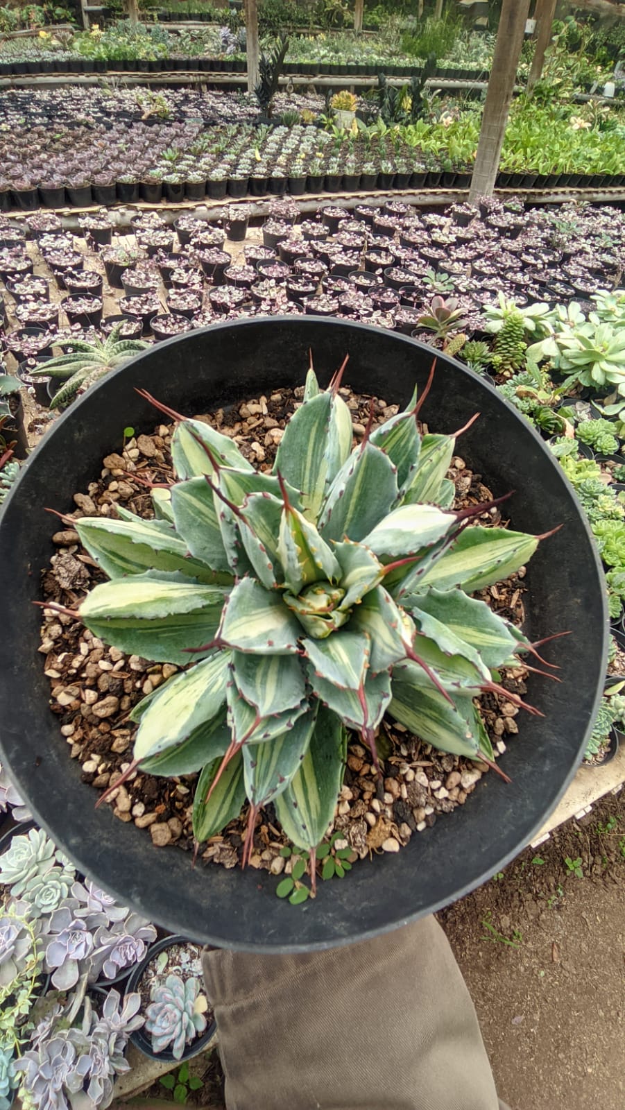 981. Agave Potatorum CV. Cubic Mediopicta Variegated - Image 5