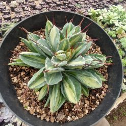 Alternative view of 981. Agave Potatorum CV. Cubic Mediopicta Variegated