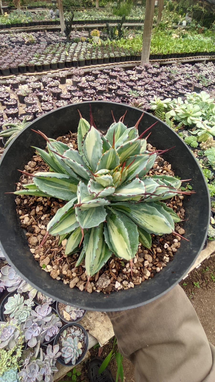 981. Agave Potatorum CV. Cubic Mediopicta Variegated - Image 2
