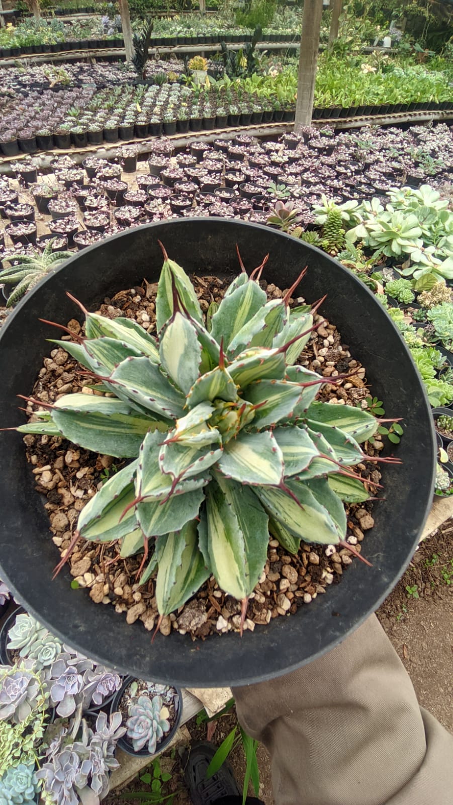 981. Agave Potatorum CV. Cubic Mediopicta Variegated - Image 3