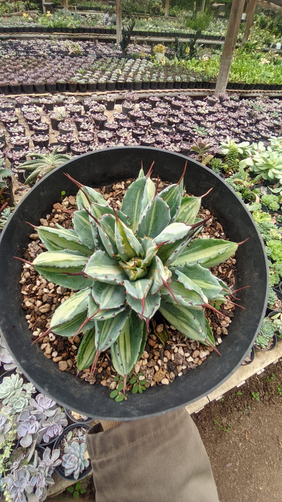 981. Agave Potatorum CV. Cubic Mediopicta Variegated - Image 4