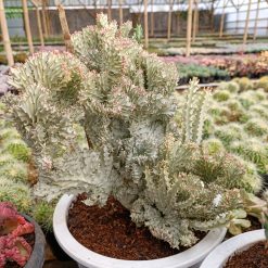 982. Euphorbia Milky White Lactea Cristata Size 30 Cm