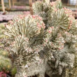 Alternative view of 982. Euphorbia Milky White Lactea Cristata Size 30 Cm