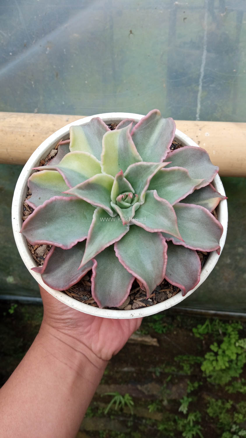 983. Echeveria Madiba Variegated - Image 10