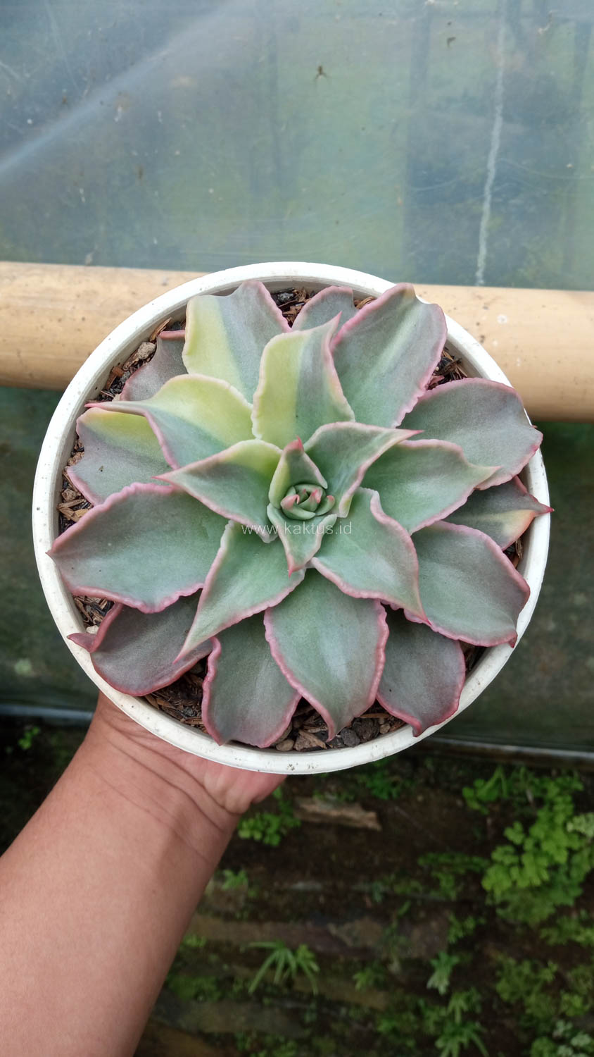 983. Echeveria Madiba Variegated - Image 11