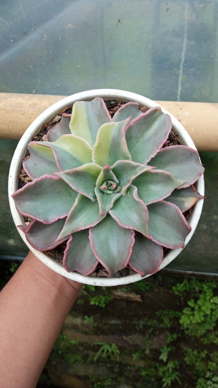 983. Echeveria Madiba Variegated - Image 12