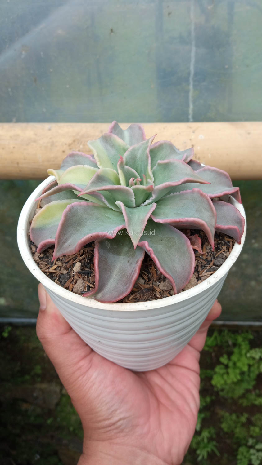 983. Echeveria Madiba Variegated - Image 13
