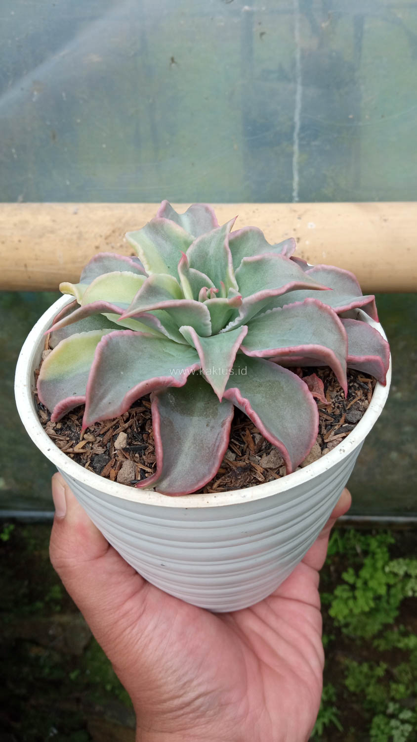 983. Echeveria Madiba Variegated - Image 14