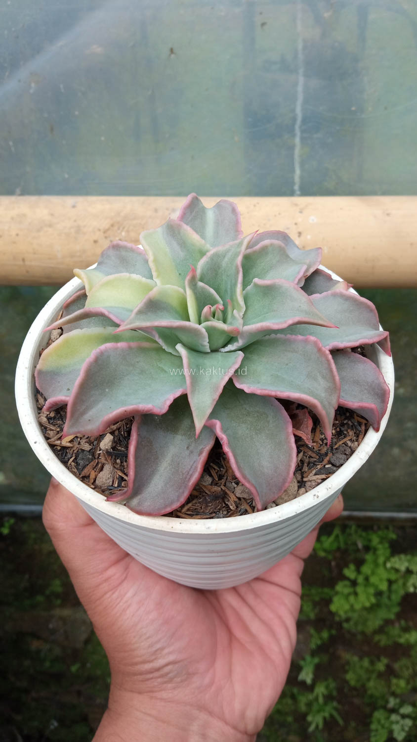 983. Echeveria Madiba Variegated - Image 15