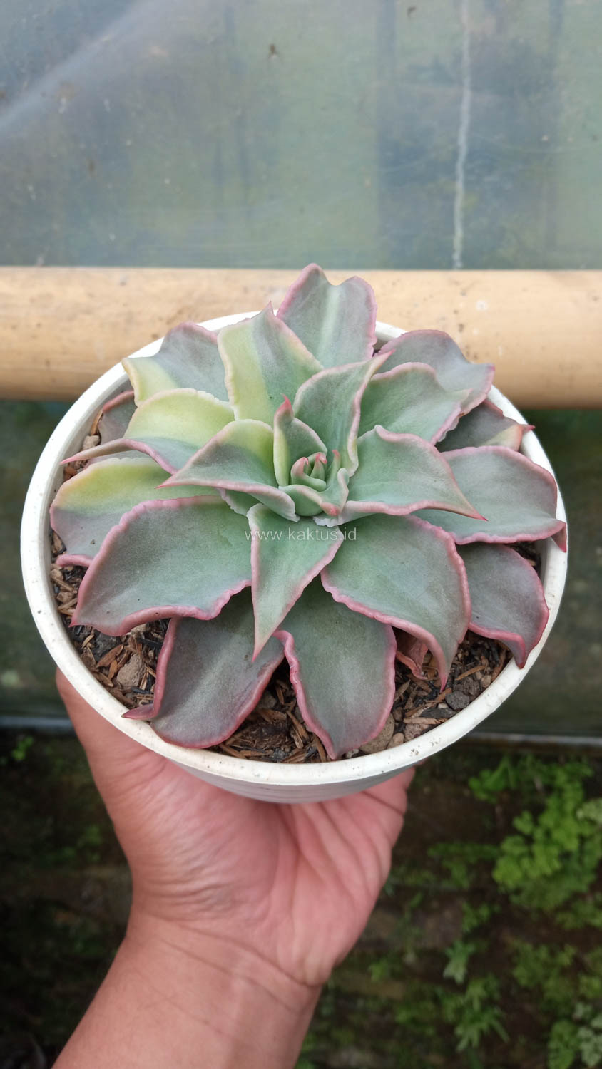 983. Echeveria Madiba Variegated - Image 16