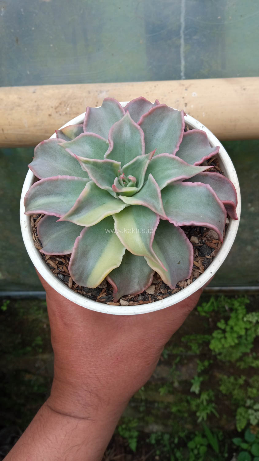 983. Echeveria Madiba Variegated - Image 3