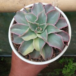 Alternative view of 983. Echeveria Madiba Variegated