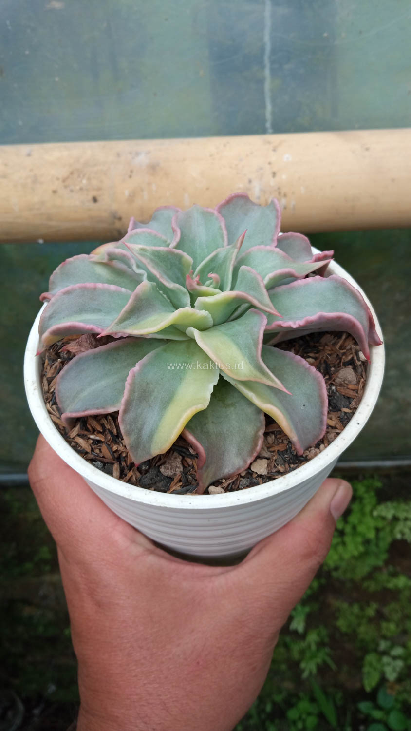 983. Echeveria Madiba Variegated - Image 4