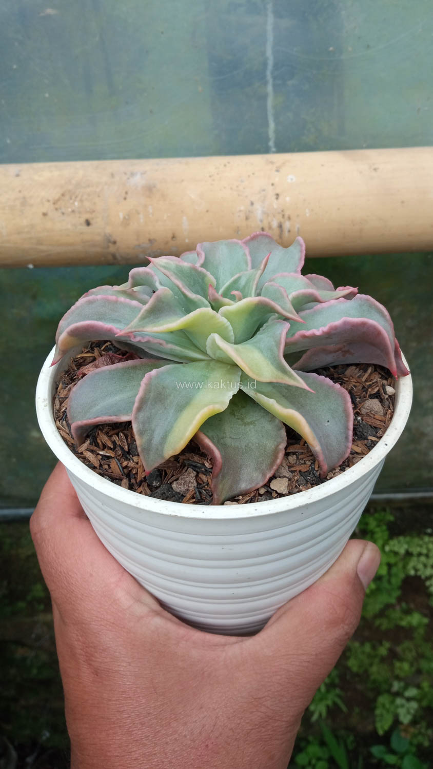 983. Echeveria Madiba Variegated - Image 5