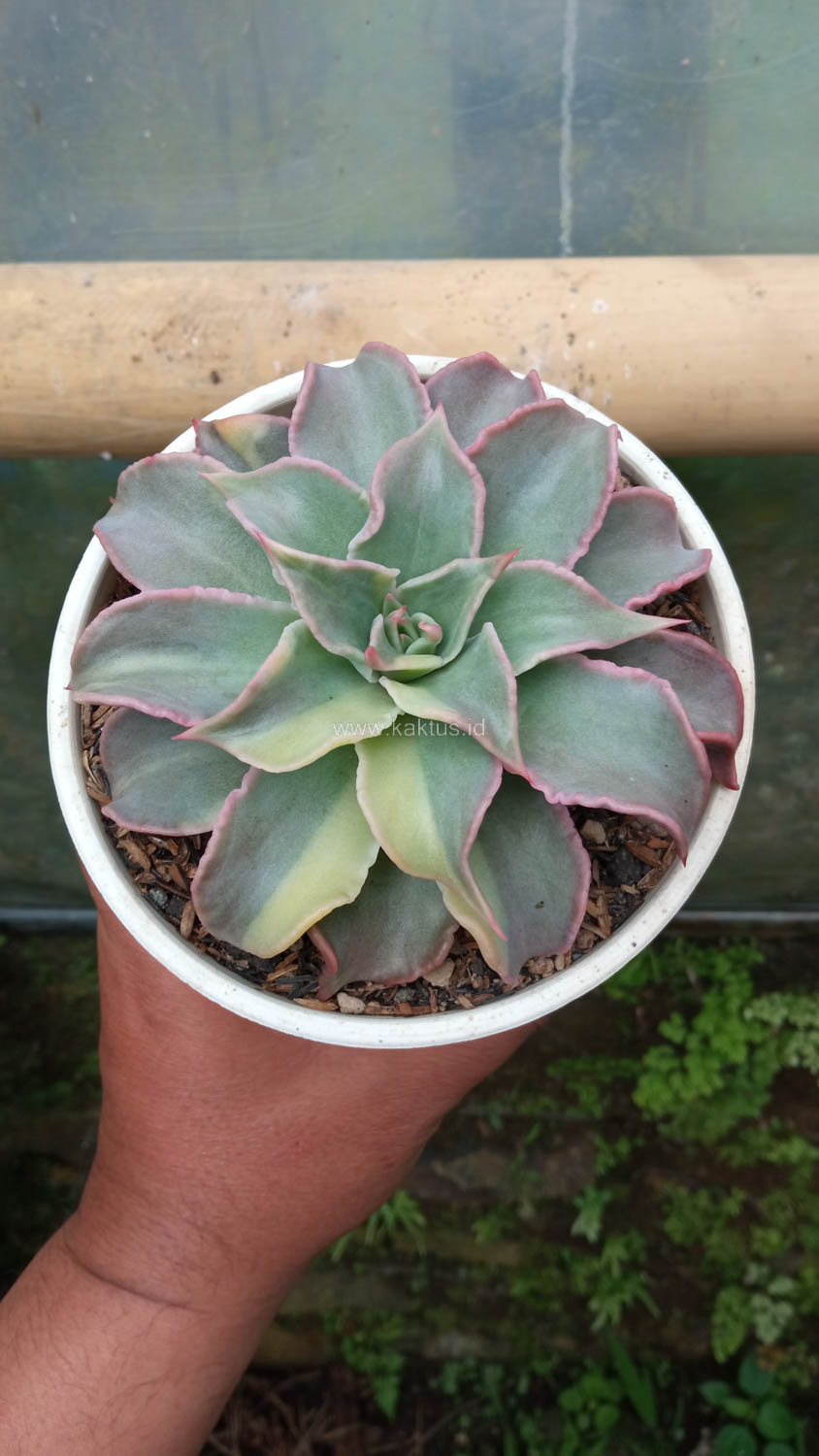 983. Echeveria Madiba Variegated - Image 6