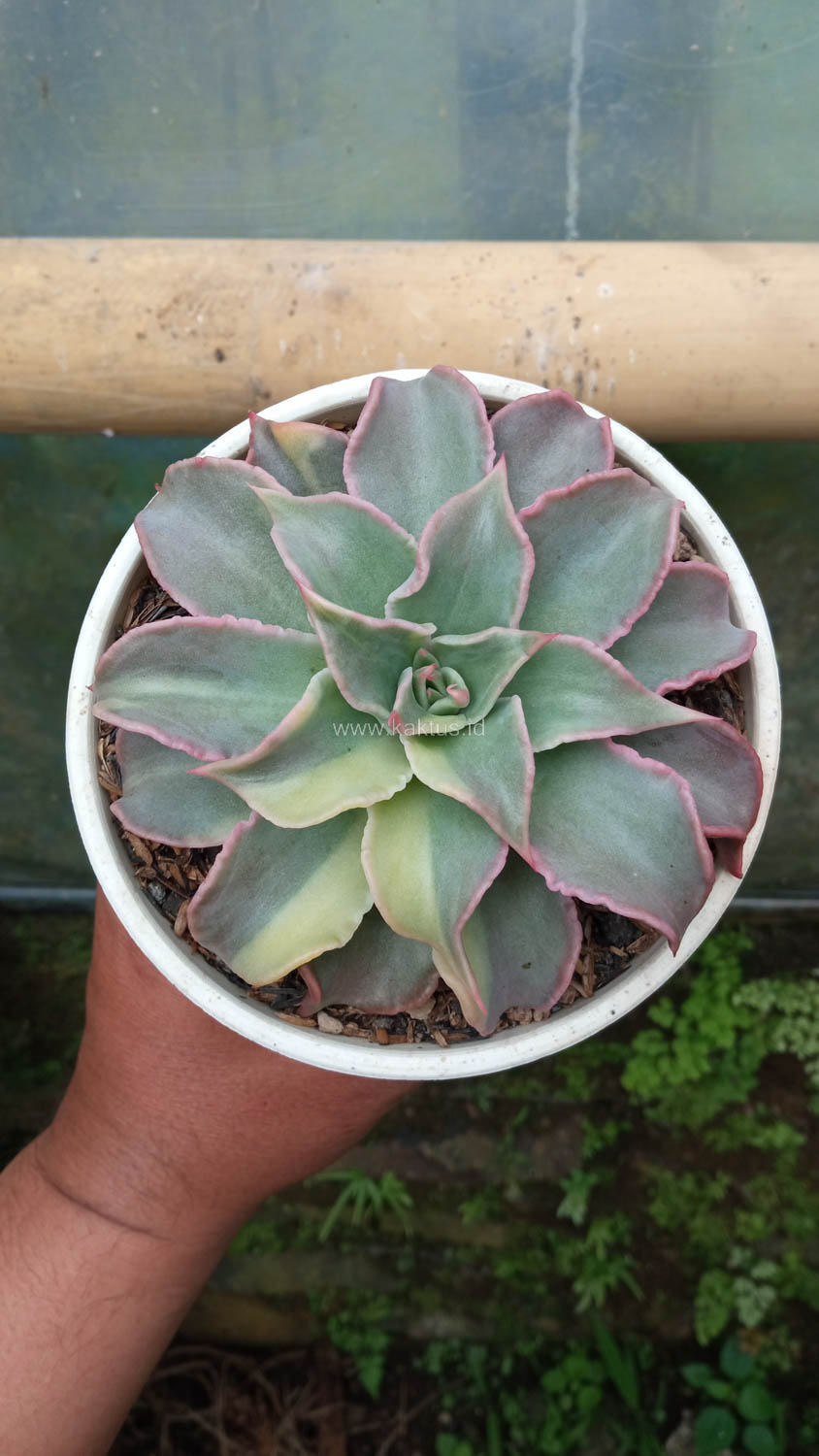 983. Echeveria Madiba Variegated - Image 7