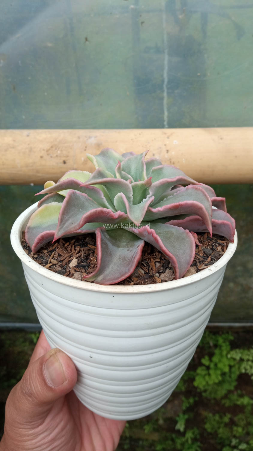983. Echeveria Madiba Variegated - Image 8