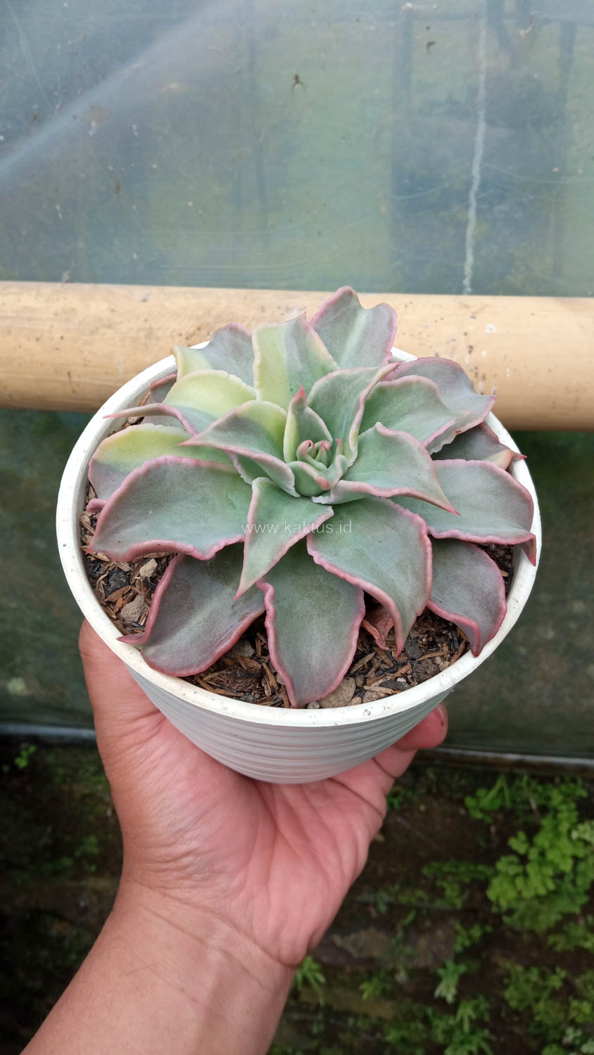 983. Echeveria Madiba Variegated - Image 9
