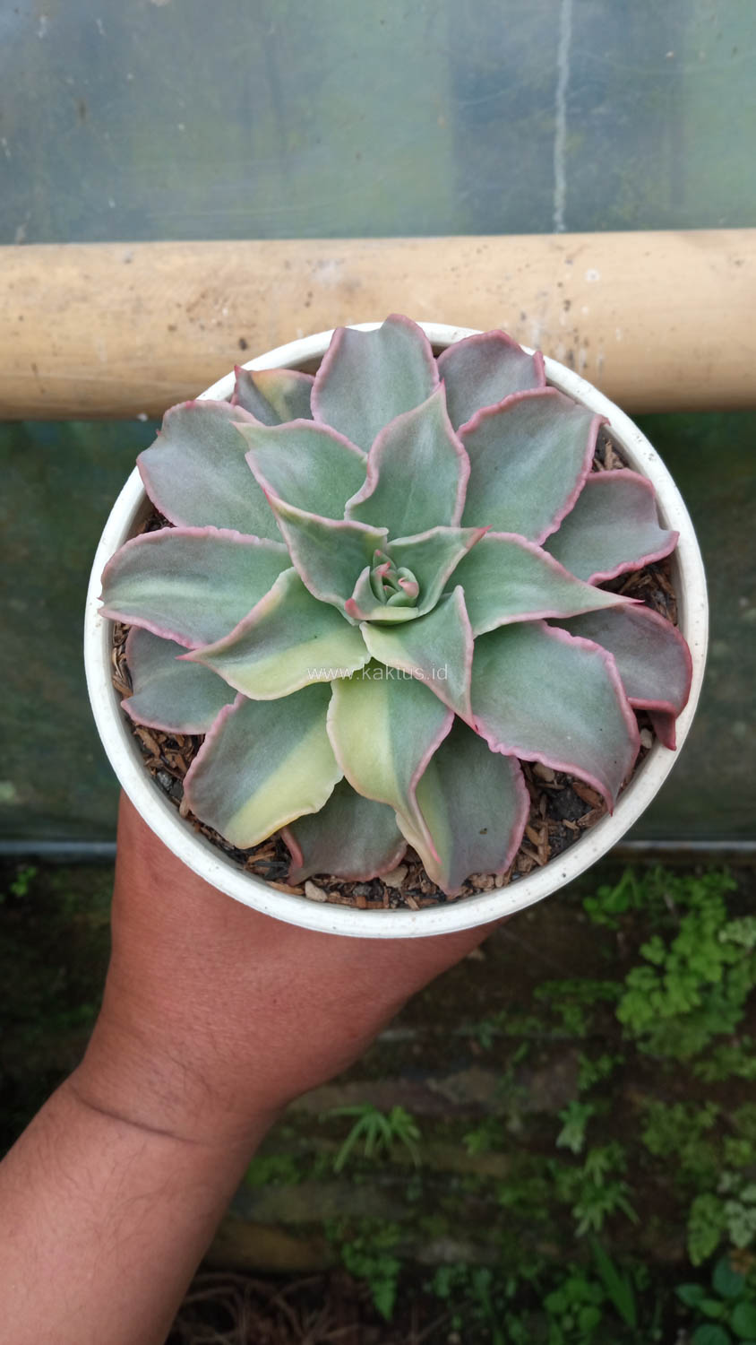 983. Echeveria Madiba Variegated - Image 2