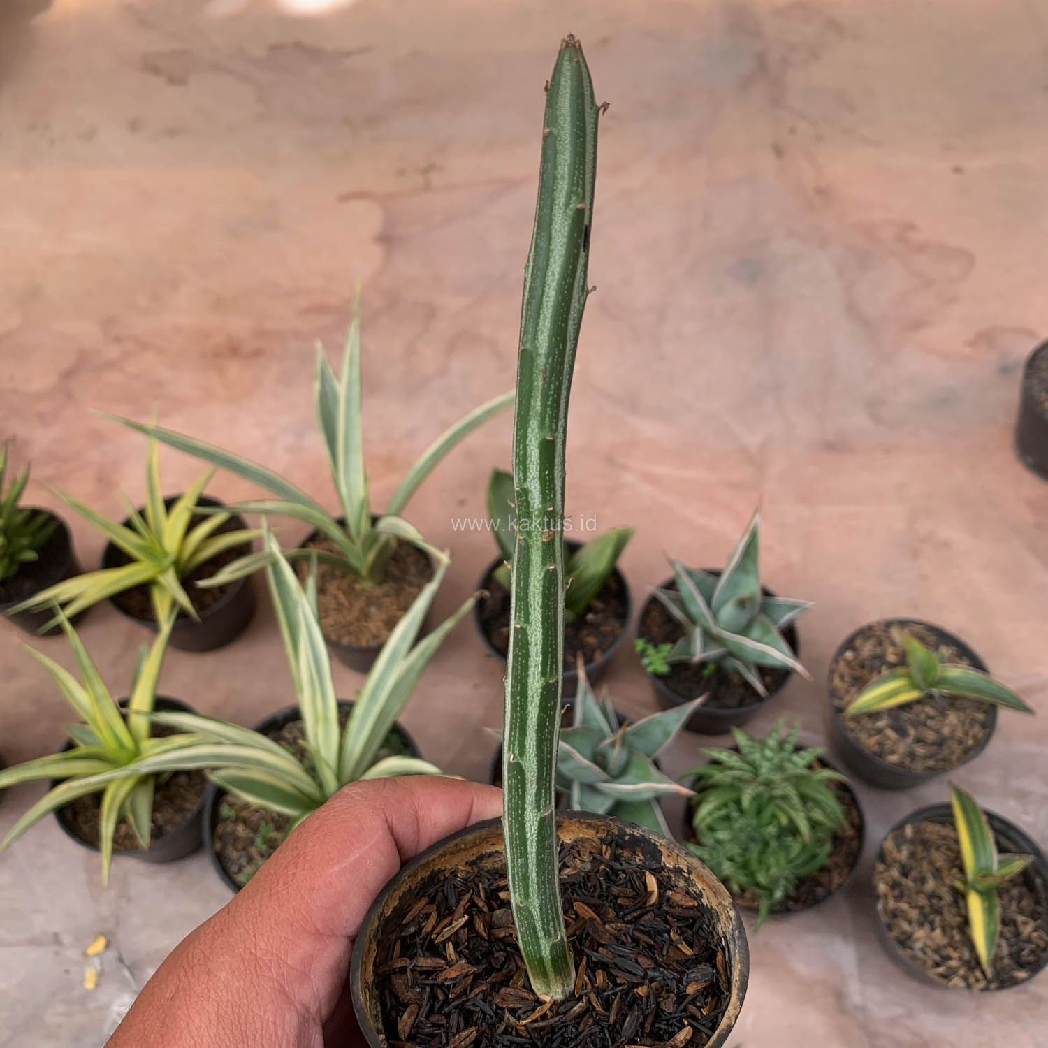 984. Senecio Stapeliiformis - Image 4