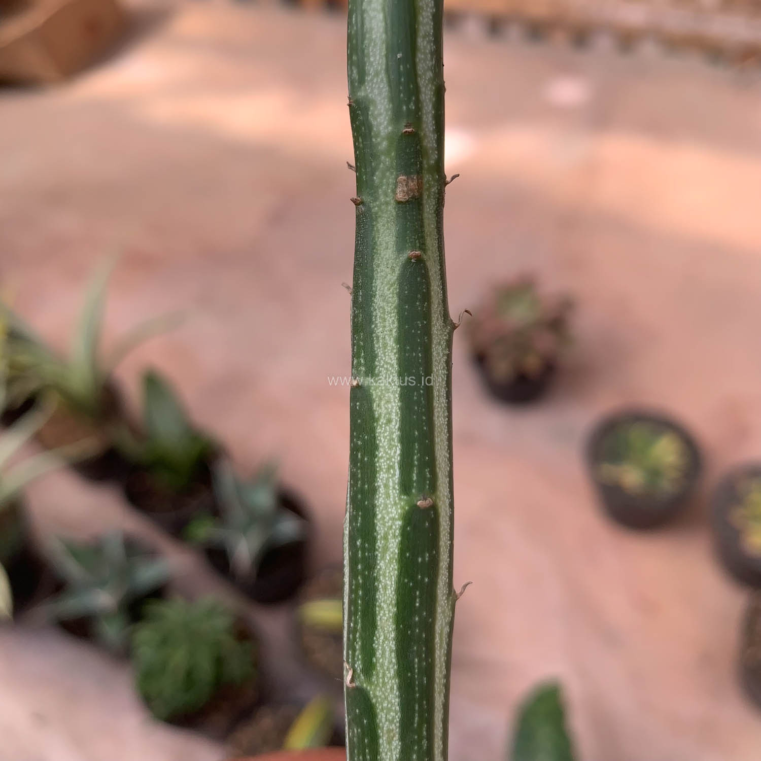 984. Senecio Stapeliiformis - Image 2