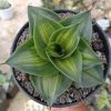 1530. Sansevieria Green Mole