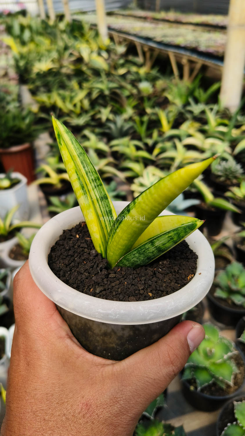 985. Sansevieria Marsa Anjani Variegated Size 12 Cm - Image 6