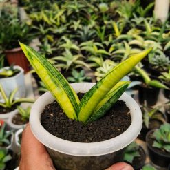 Alternative view of 985. Sansevieria Marsa Anjani Variegated Size 12 Cm