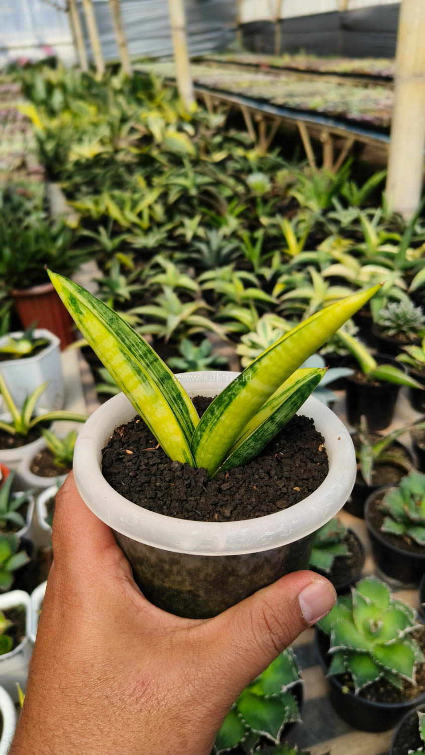 985. Sansevieria Marsa Anjani Variegated Size 12 Cm - Image 2