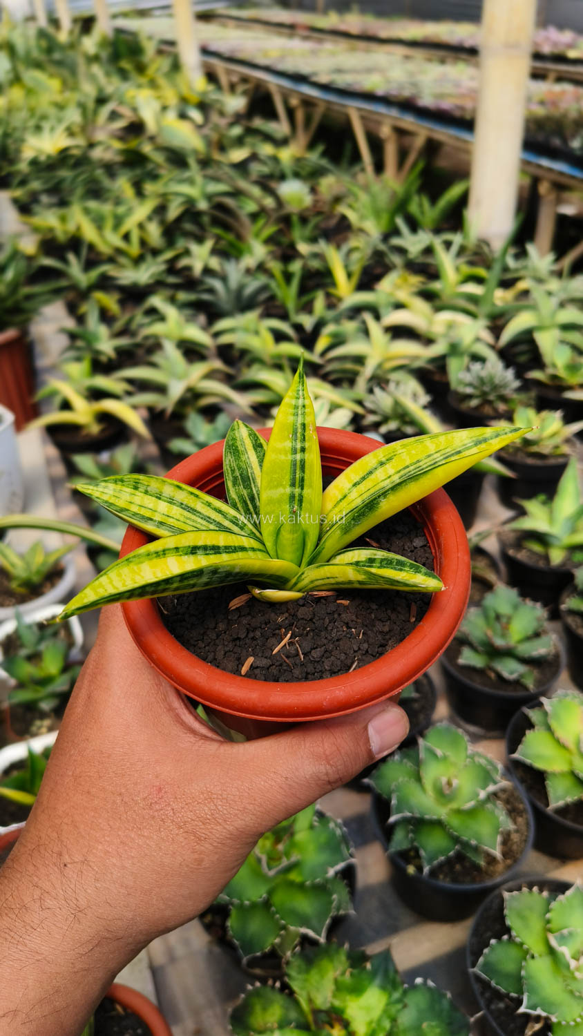 985. Sansevieria Marsa Anjani Variegated Size 12 Cm - Image 7