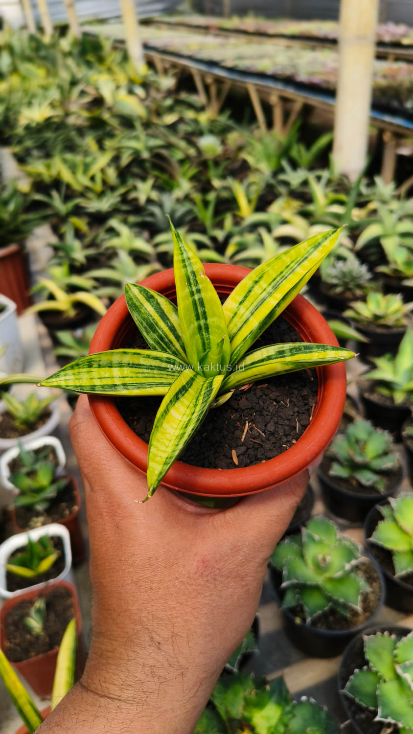 985. Sansevieria Marsa Anjani Variegated Size 12 Cm - Image 4