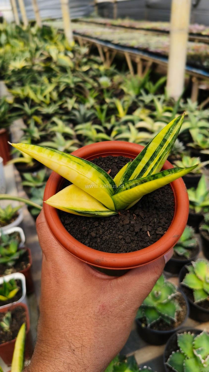 985. Sansevieria Marsa Anjani Variegated Size 12 Cm - Image 5