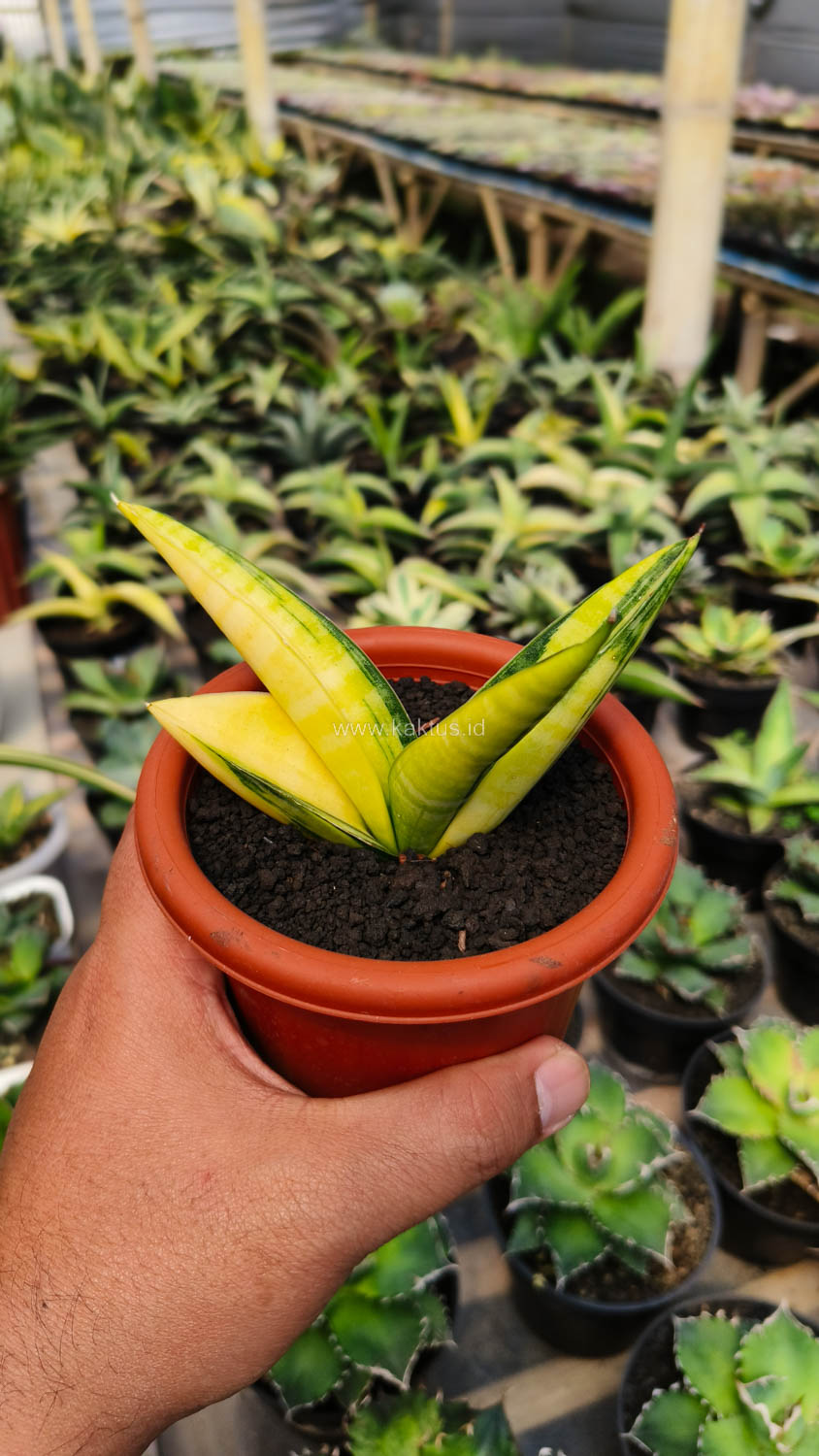 985. Sansevieria Marsa Anjani Variegated Size 12 Cm - Image 3
