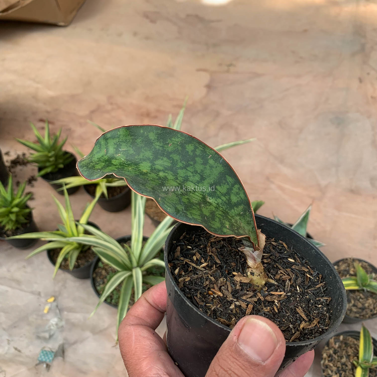 987. Sansevieria Macrophylla - Image 6