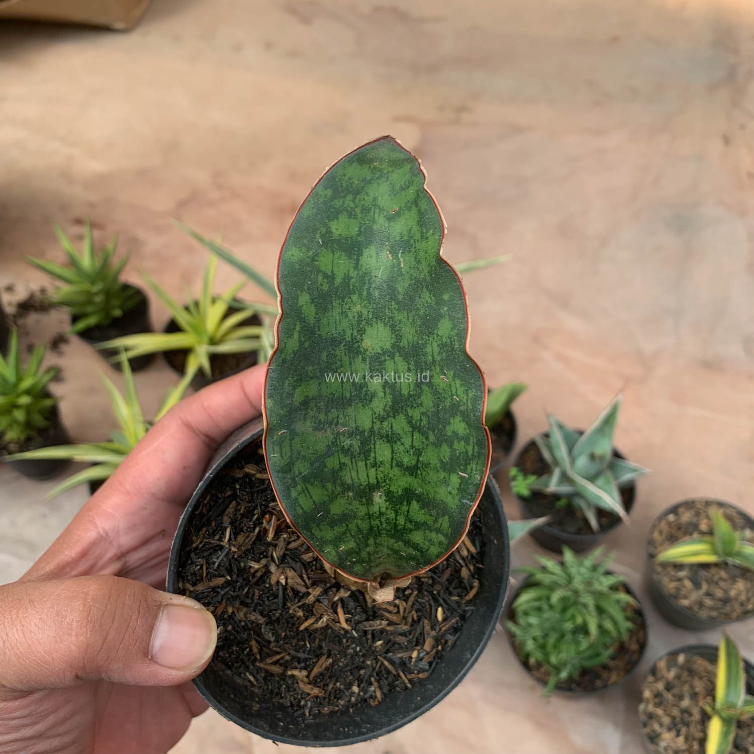 987. Sansevieria Macrophylla - Image 3
