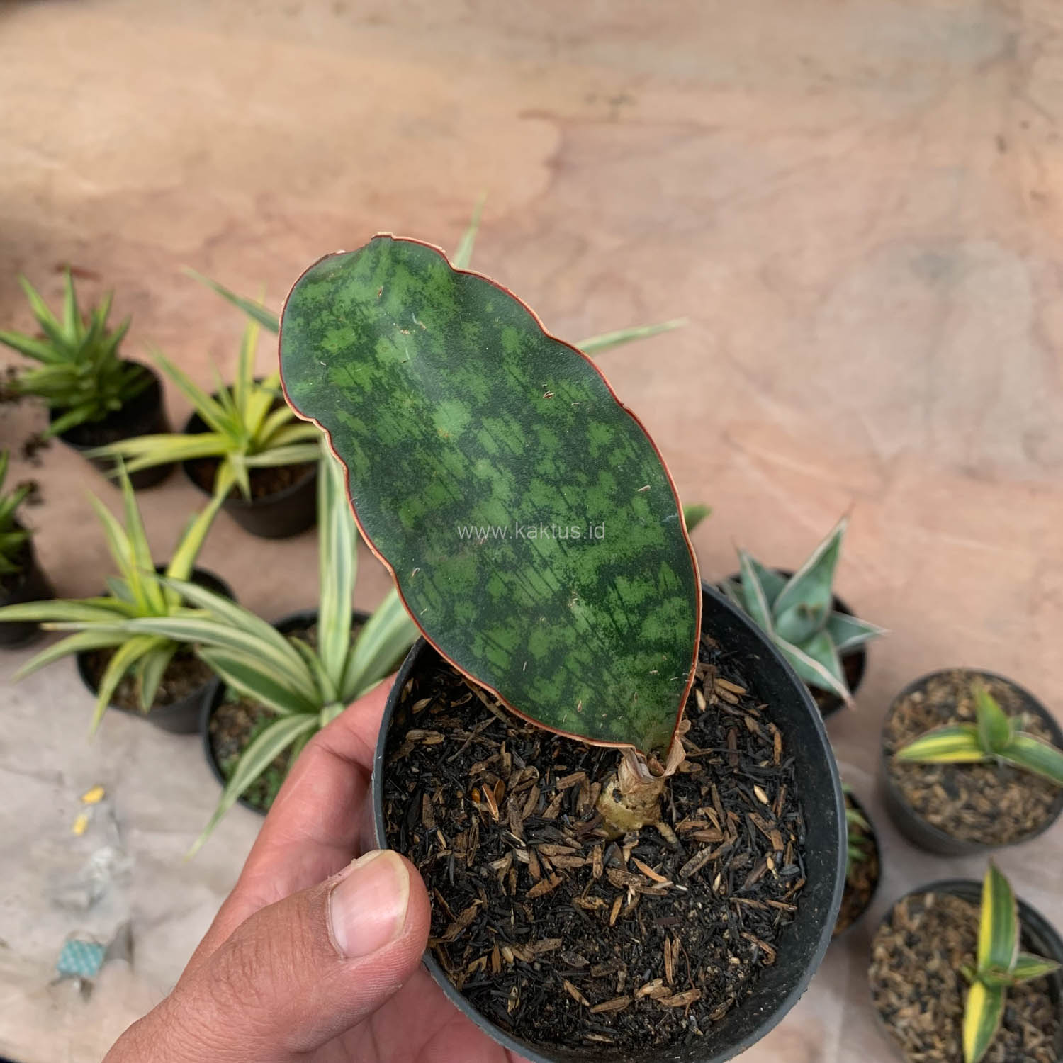 987. Sansevieria Macrophylla - Image 16