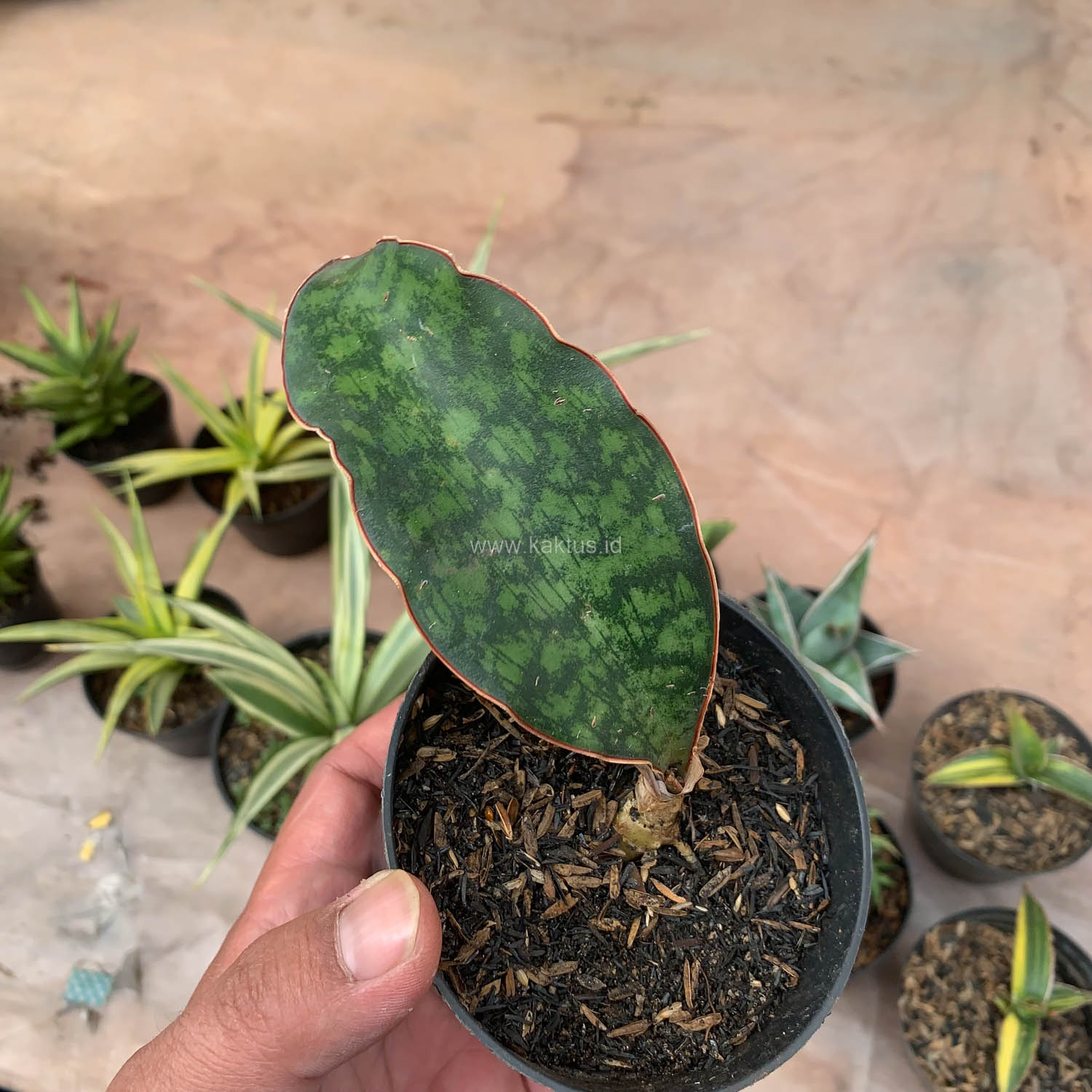 987. Sansevieria Macrophylla - Image 14