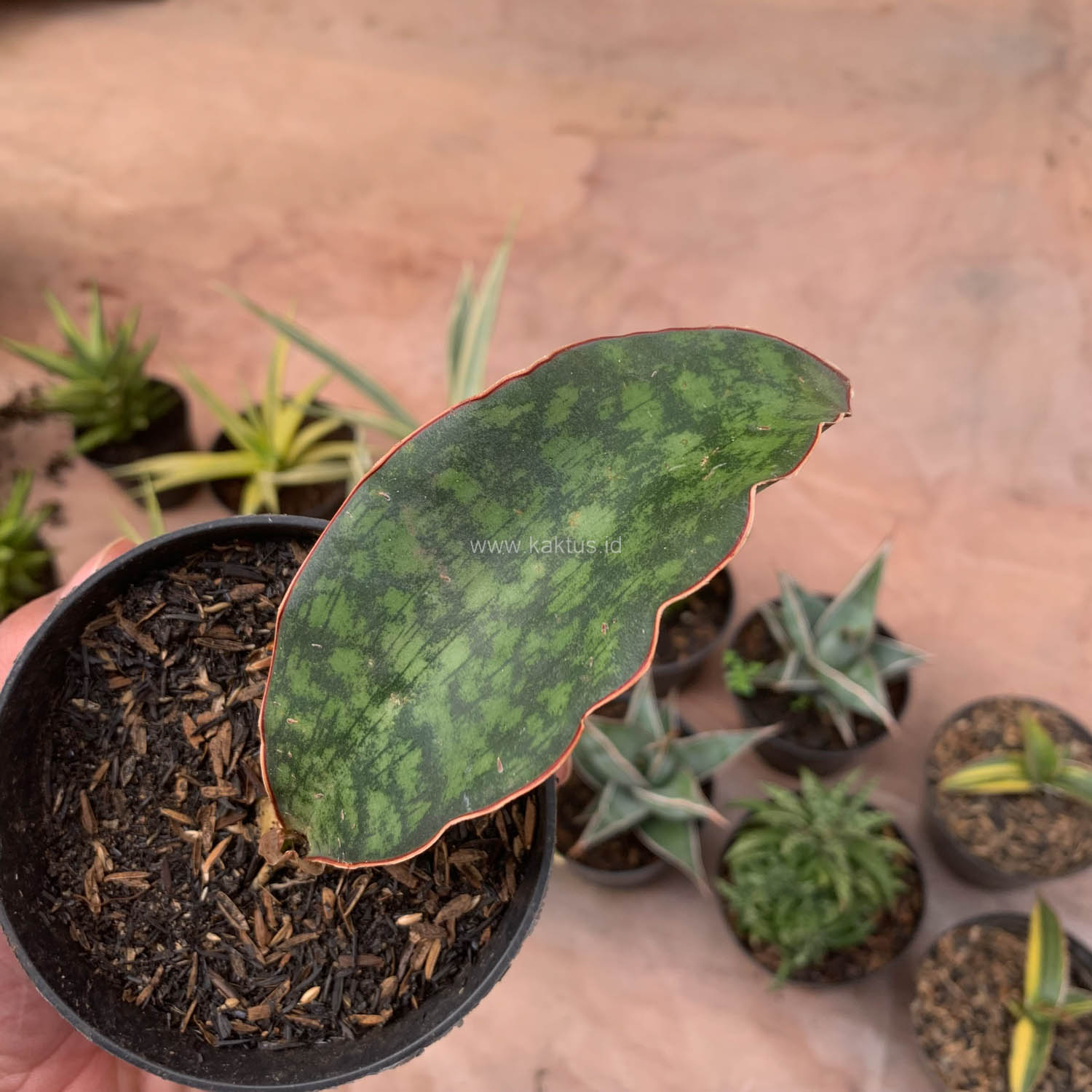987. Sansevieria Macrophylla - Image 15