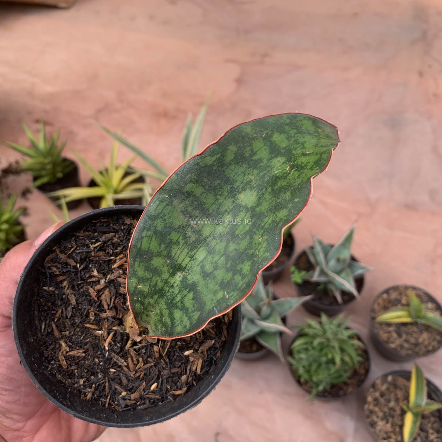 987. Sansevieria Macrophylla - Image 4