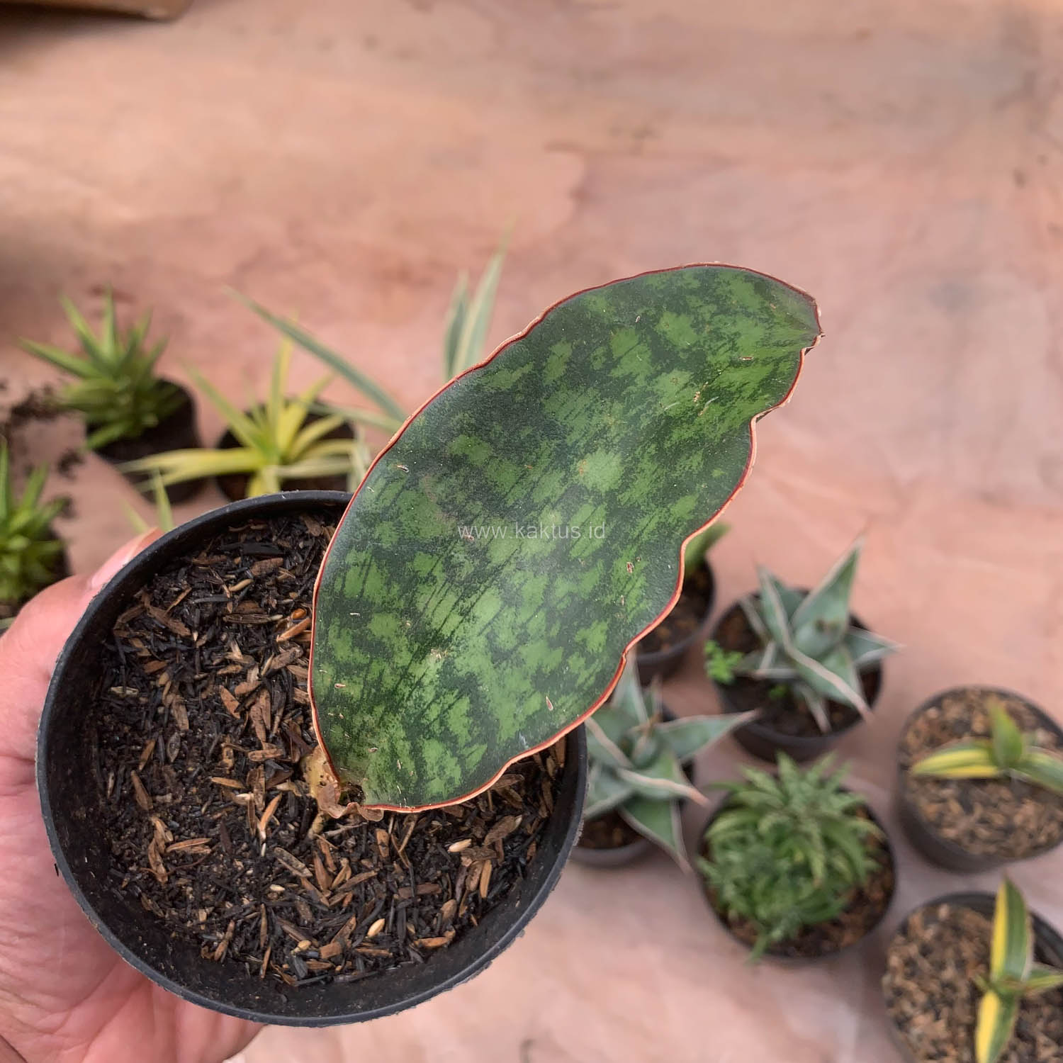 987. Sansevieria Macrophylla - Image 13